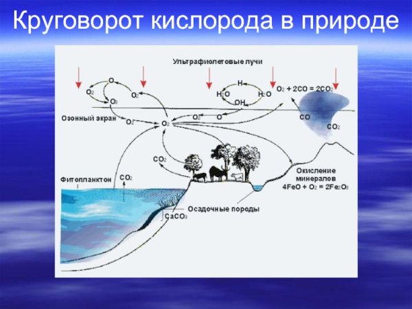 Схемы отражающие круговороты кислорода и воды