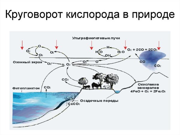 Биогеохимический круговорот кислорода