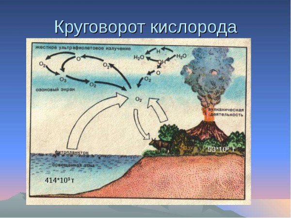 Фотосинтез круговорот кислорода в природе