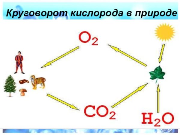 Круговорот кислорода в природе