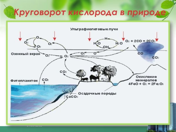 Круговорот кислорода (по е. а. Криксунову и др., 1995)