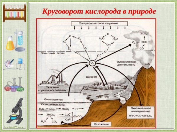 Круговорот кислорода (по е. а. Криксунову и др., 1995)