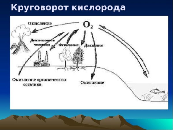 Круговорот кислорода схема биология
