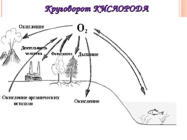 Круговорот кислорода (по е. а. Криксунову и др., 1995)