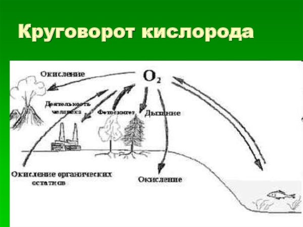 Круговорот кислорода (по е. а. Криксунову и др., 1995)
