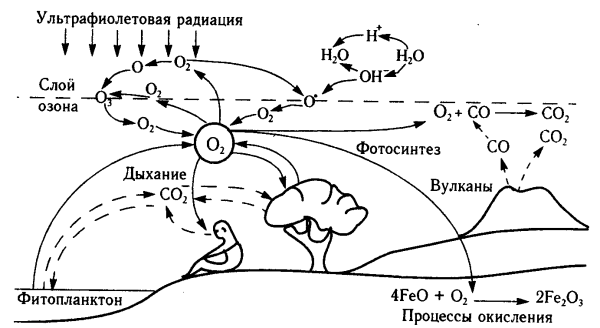 Круговорот кислорода (по е. а. Криксунову и др., 1995)