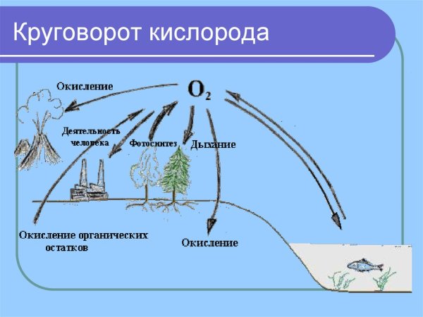Круговорот кислорода в природе схема