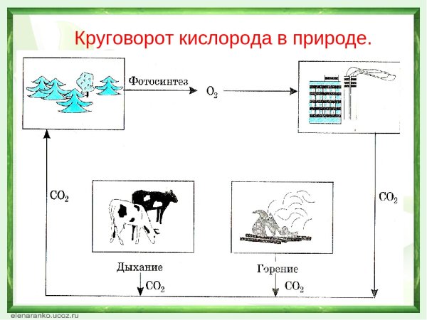 Круговорот кислорода в природе схема