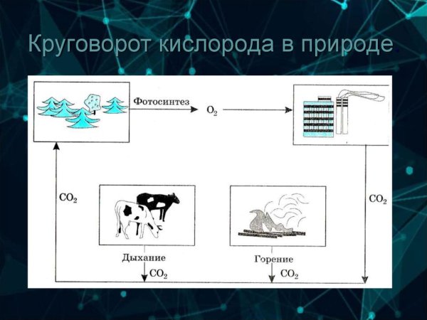 Круговорот кислорода в природе схема