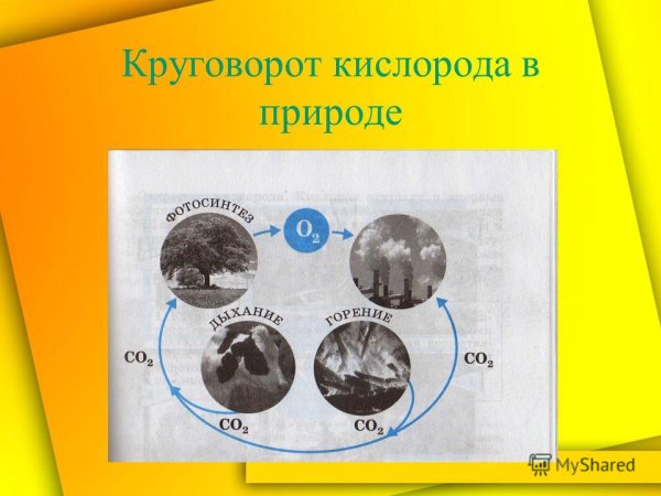Круговорот о2 в природе