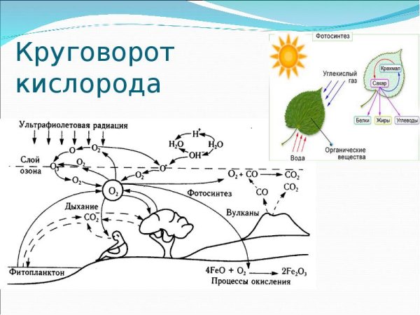 Круговорот кислорода в природе схема биология