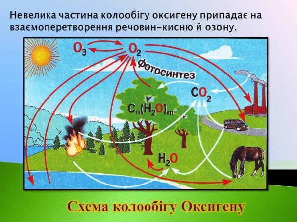 Круговорот кислорода кратко биология