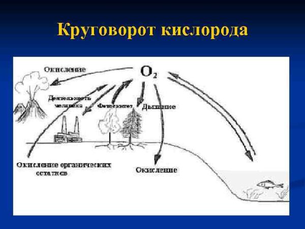 Круговорот o2 в природе