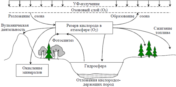 Круговорот кислорода в природе схема