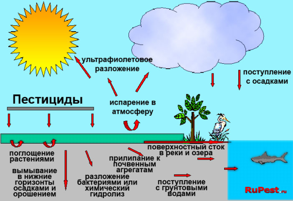 Круговорот кислорода в природе схема