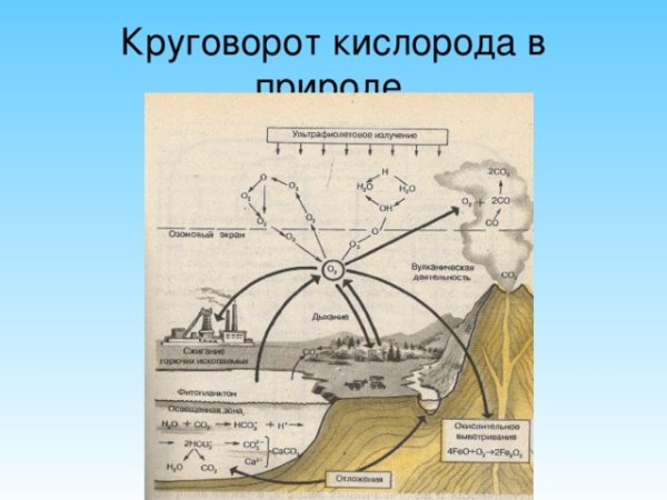 Круговорот кислорода ( по п. Дювиньо и м. Тангу )