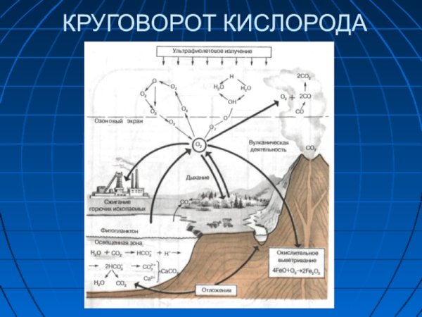Составление схем круговорота кислорода