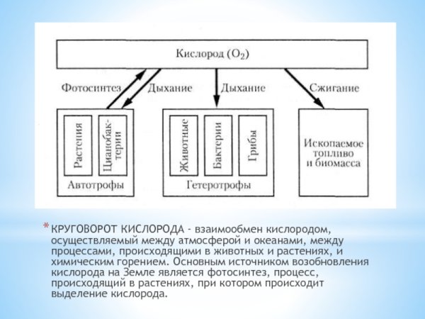 Круговорот кислорода в природе