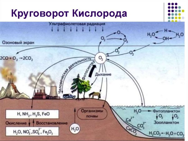 Круговорот кислорода в природе рисунок