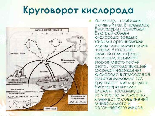Колообіг Оксигену в природі схема