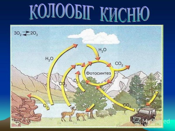Составление схем круговорота кислорода