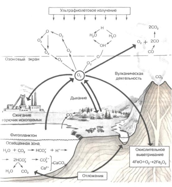 Круговорот кислорода и углекислого газа