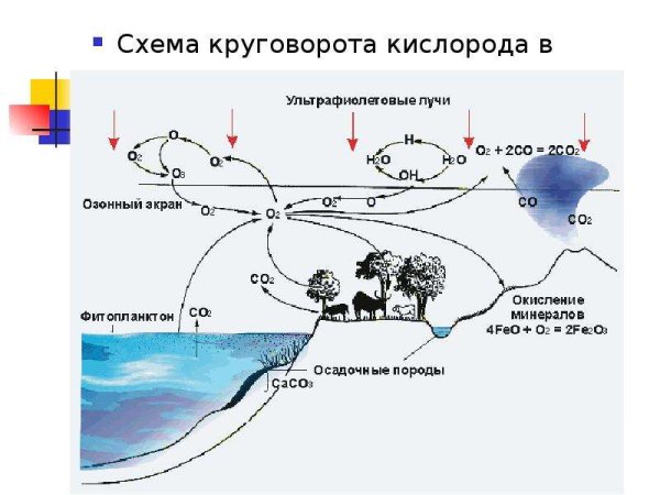 Схема круговорота кислорода и воды