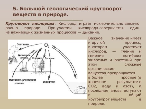 Круговорот кислорода в природе кратко