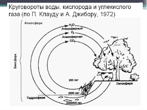 Круговорот веществ в природе кислород