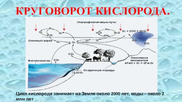 Биологический круговорот веществ в природе