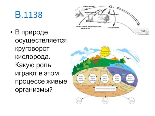 Круговорот кислорода в биосфере