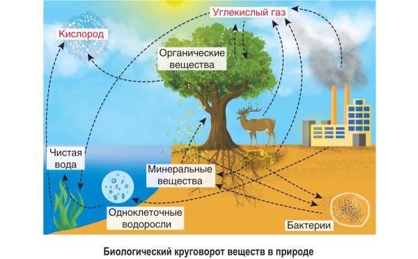 Схемы отражающие круговороты кислорода и воды