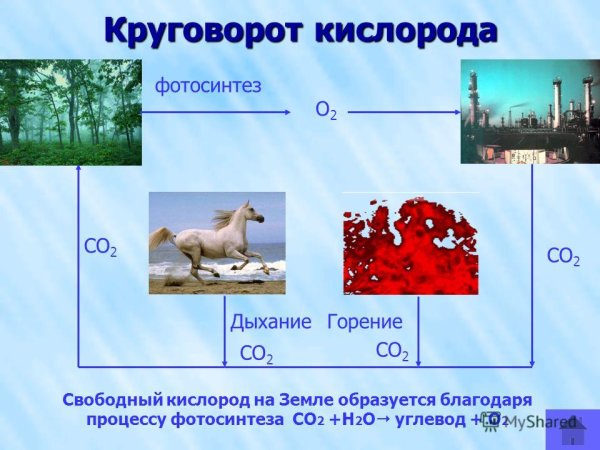 Цикл кислорода
