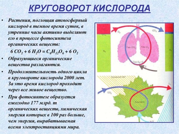 Круговорот кислорода (по е. а. Криксунову и др., 1995)