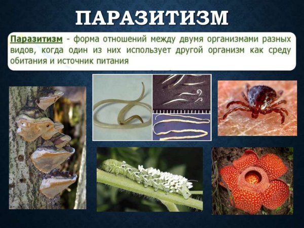 Паразитизм это в биологии