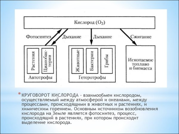 Схема круговорота азота и углерода в природе