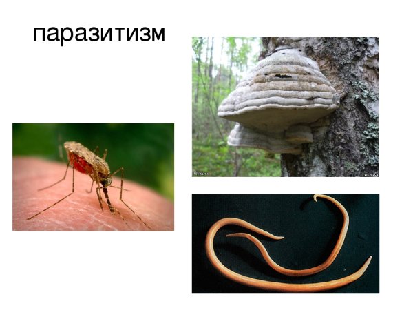 Симбиозный паразитизм