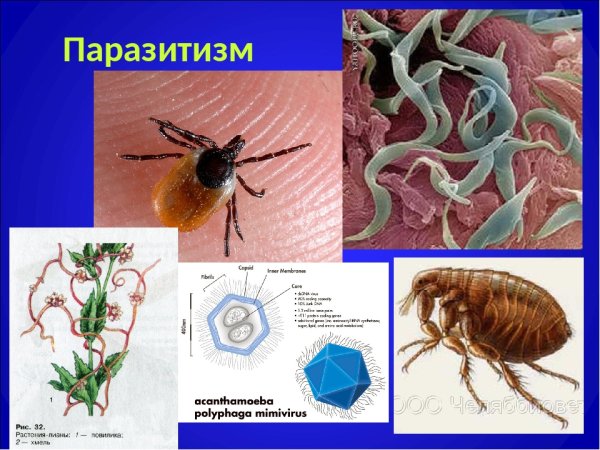Паразитизм примеры