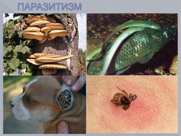 Паразитизм это в биологии