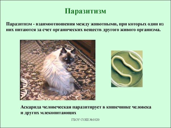 Паразитизм это в биологии 7 класс
