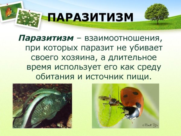 Биотические факторы паразитизм