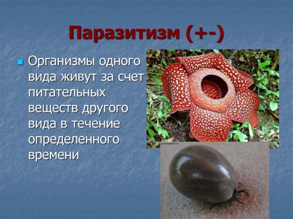 Примеры паразитизма в природе