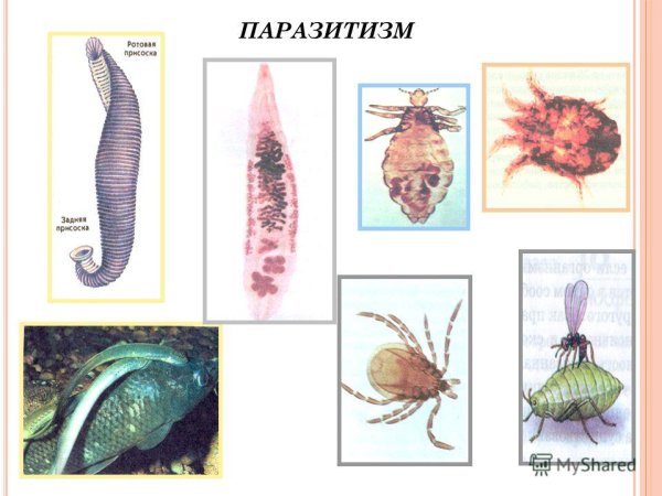 Личиночный паразитизм