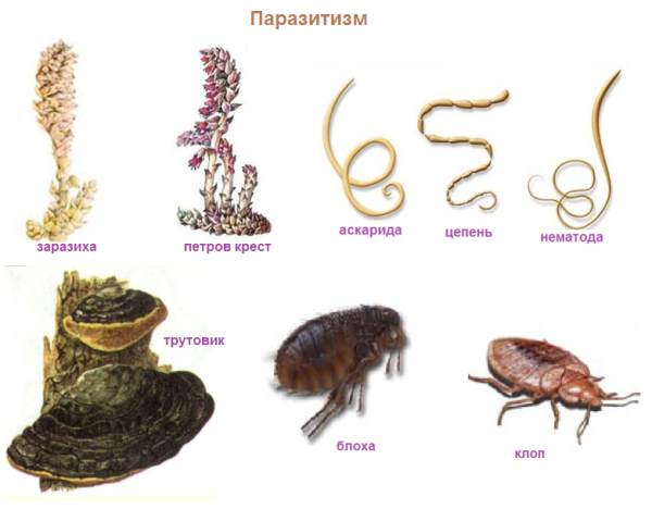 Паразитизм примеры