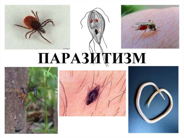 Паразитизм это в биологии