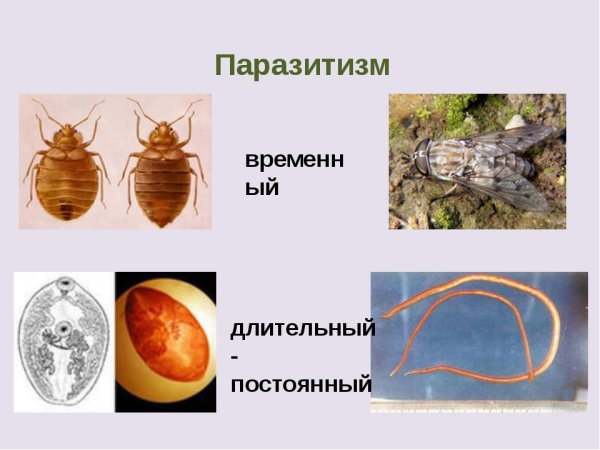 Взаимоотношения паразитизм