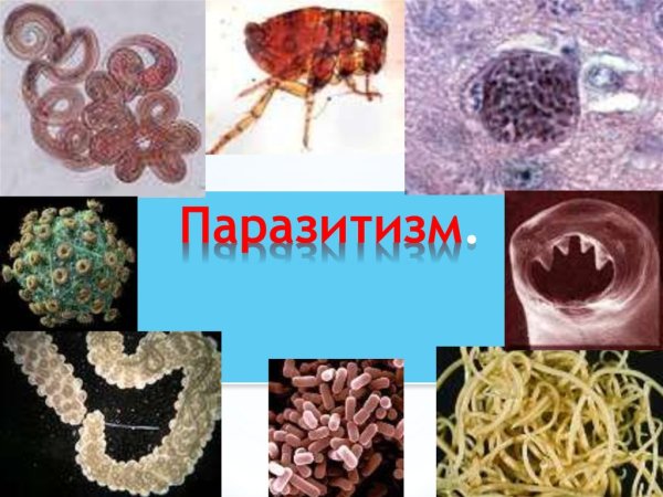 Взаимоотношения животных паразитизм