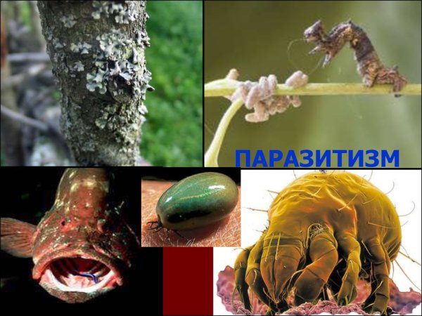 Паразитизм это в биологии