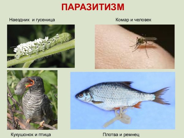 Паразитизм примеры