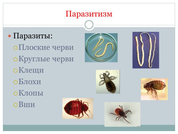 Паразиты примеры организмов